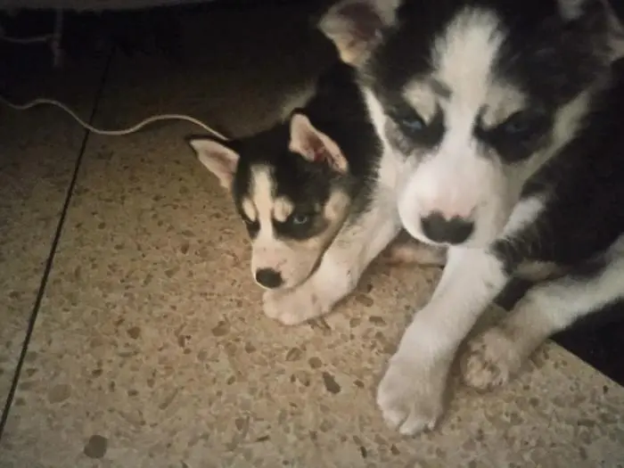 Chien husky sibérien