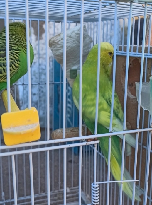 Couple Perruche English