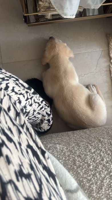 Labrador sablé pure race