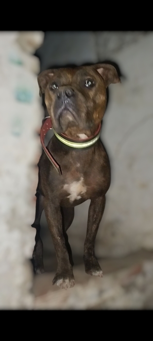 Staffordshire bull terrier