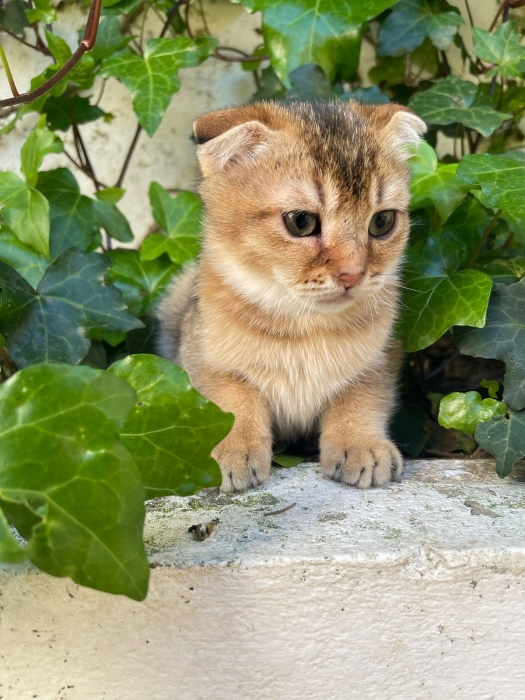 Scottish fold a vendre