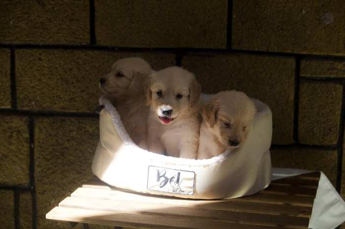magnifiques Chiots golden retriever pure race