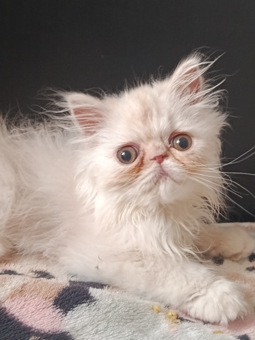 Chat persan race pur