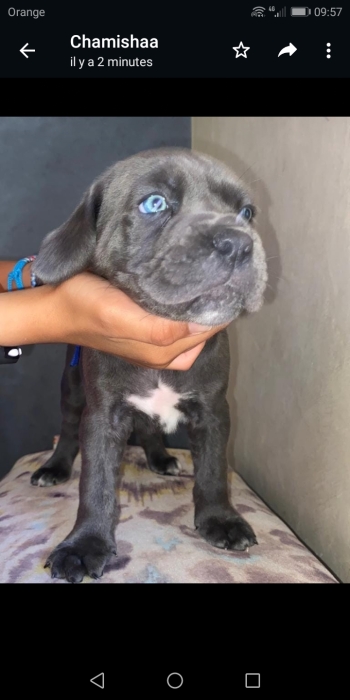 Cane corso bebe male