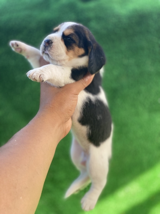 Chiot Beagle