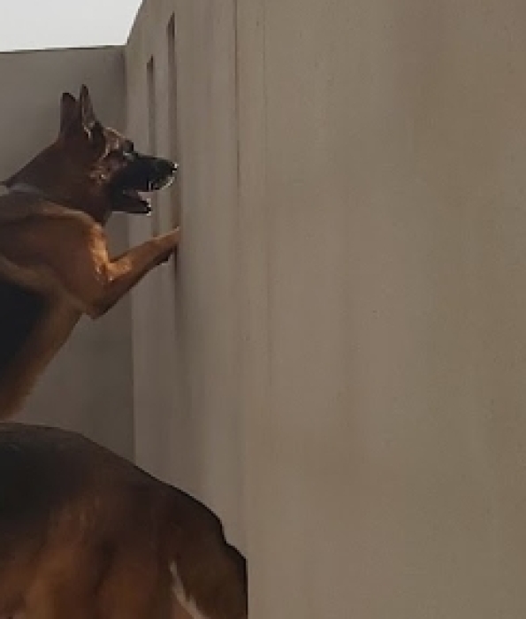 Berger Allemand pedigree pour accouplement