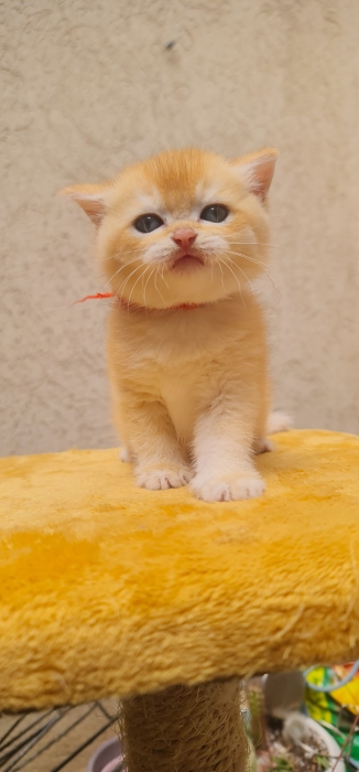 Scottish fold et british golden