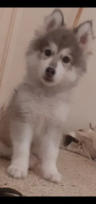 Femelle Husky de 3 mois
