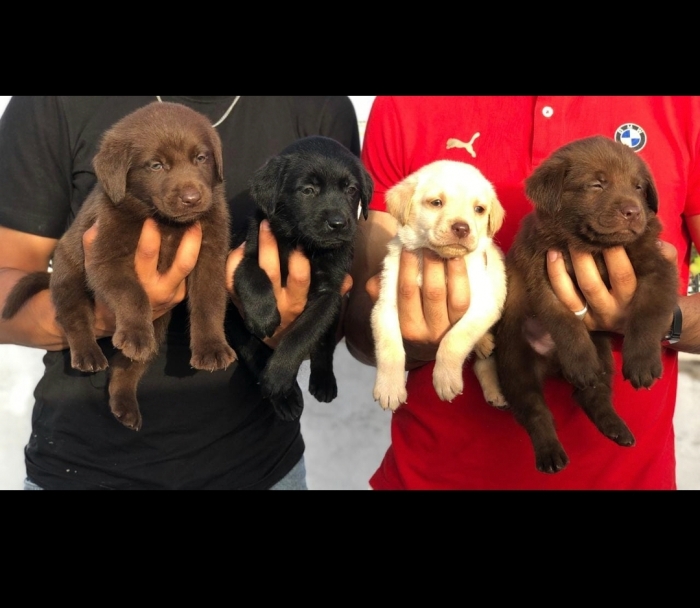 Labrador Chocolat 🍫