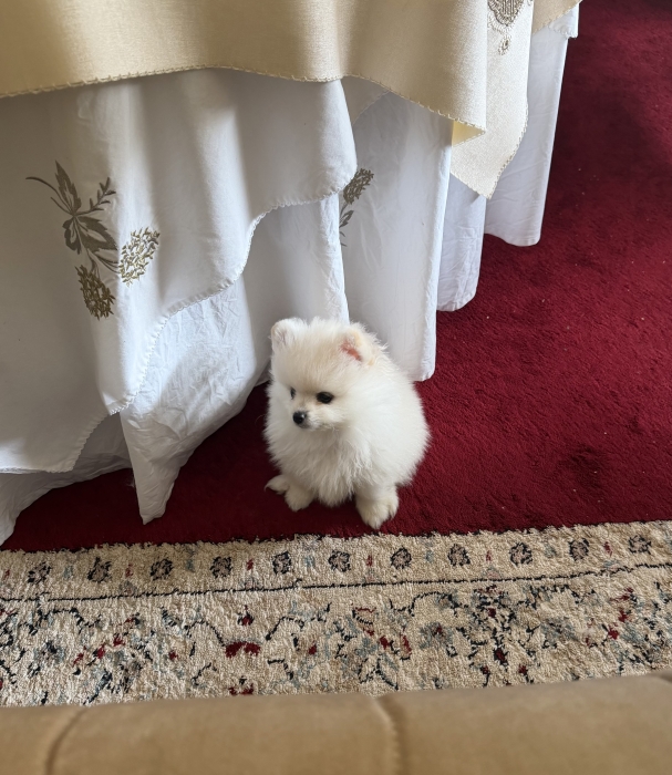 Chiot de Poméranie (spitz nain)