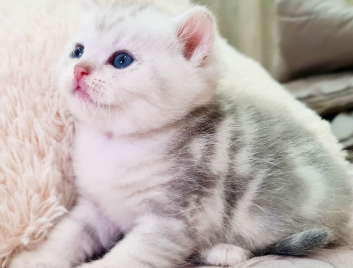 British shorthair silver tabby