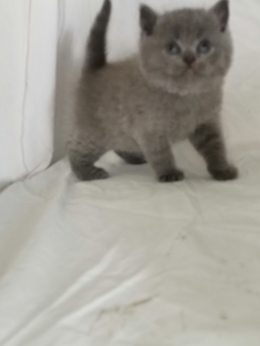 British blue pure race