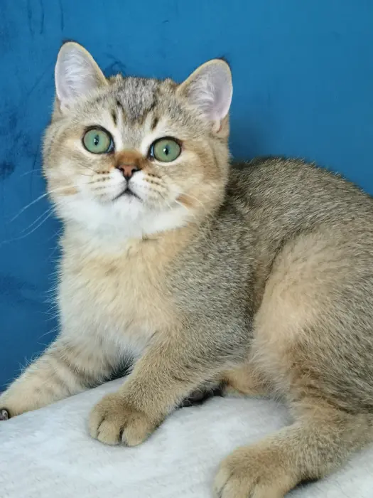 Chaton à vendre à prix très intéressant