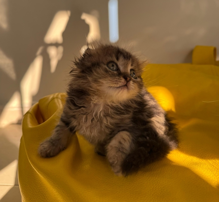 scottish fold highland