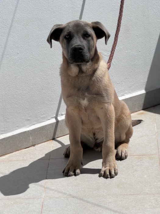 Boerboel