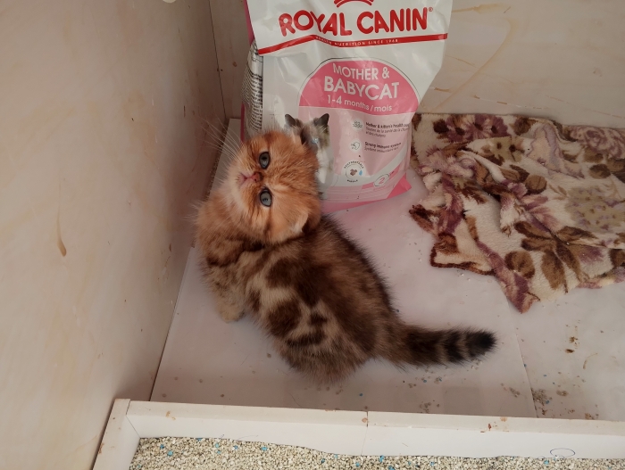 Chaton scottish fold