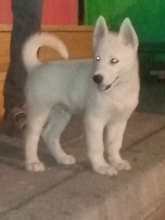 Husky blanc