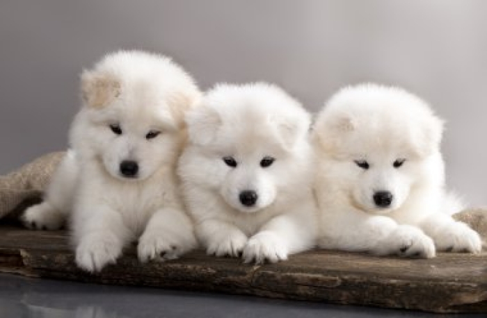 bebe samoyede