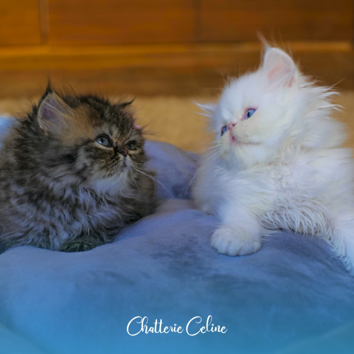 Persan Mâle peke face blanc 2 mois