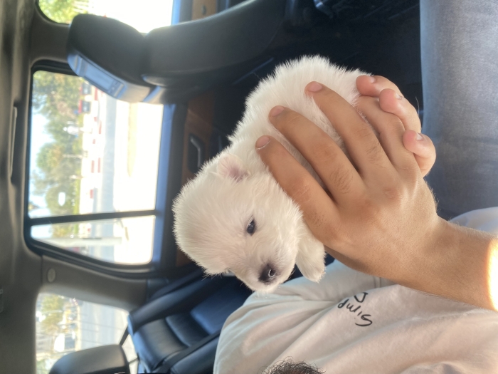 Chien Spitz Japonais