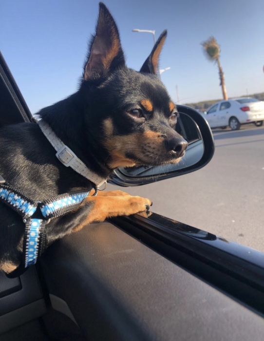 Bingo un pinscher nain à vendre