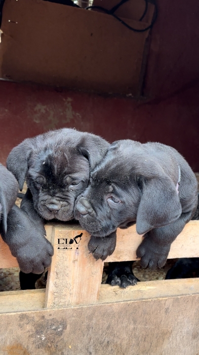Chiots cane corso pedigree