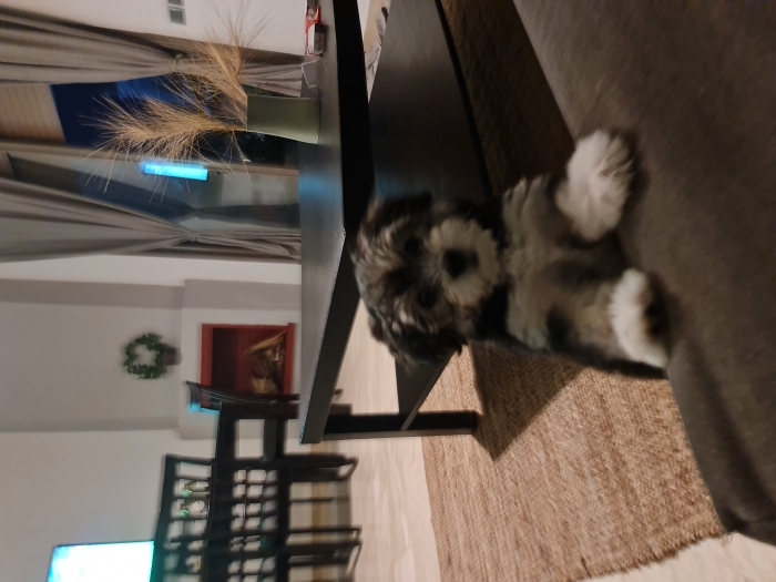 Bichons havanais à Rabat : 1000dh