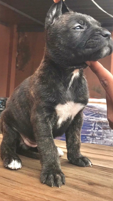 Des chiots Cane Corso