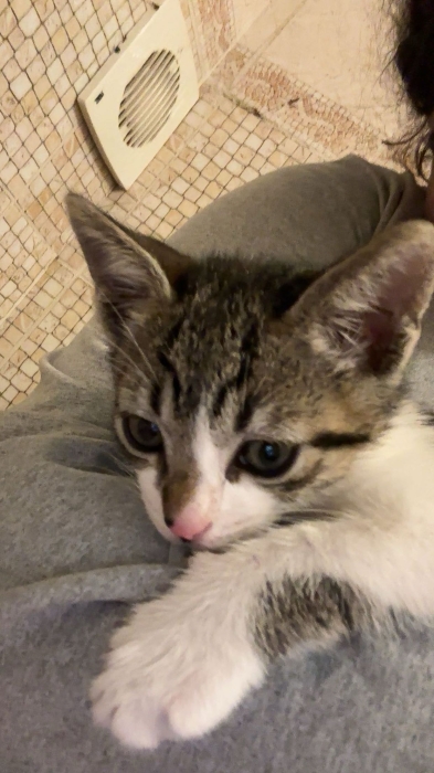 Chaton 2 mois Male a adopter