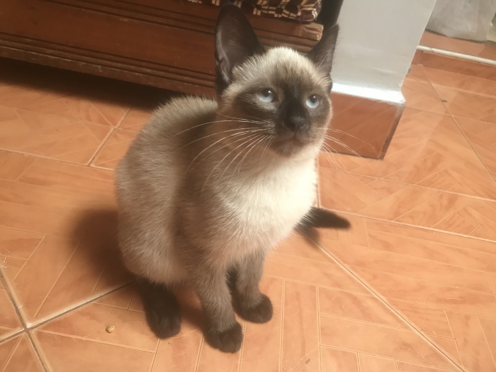 Chat siamois female à vendre