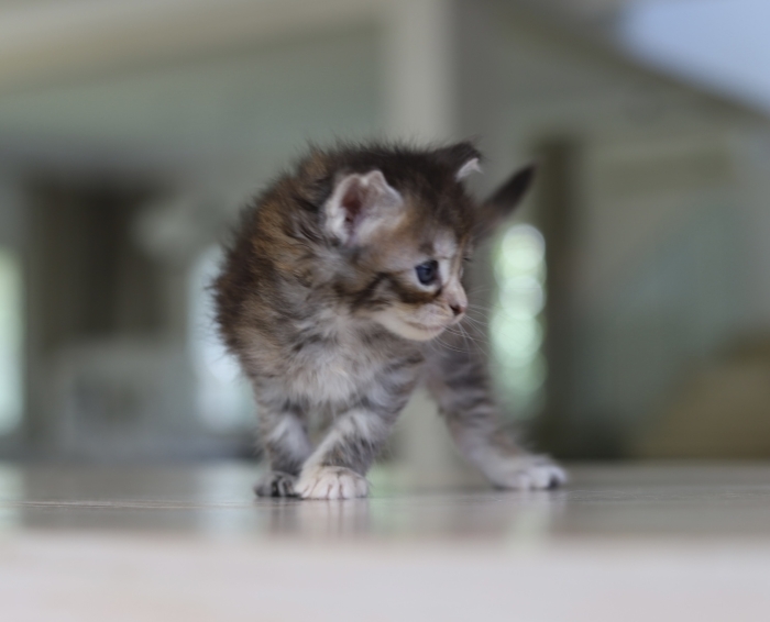Chaton maine coon black silver tabby
