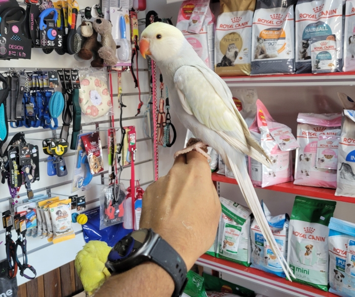 Perroquet Perruche à collier pallid dressé