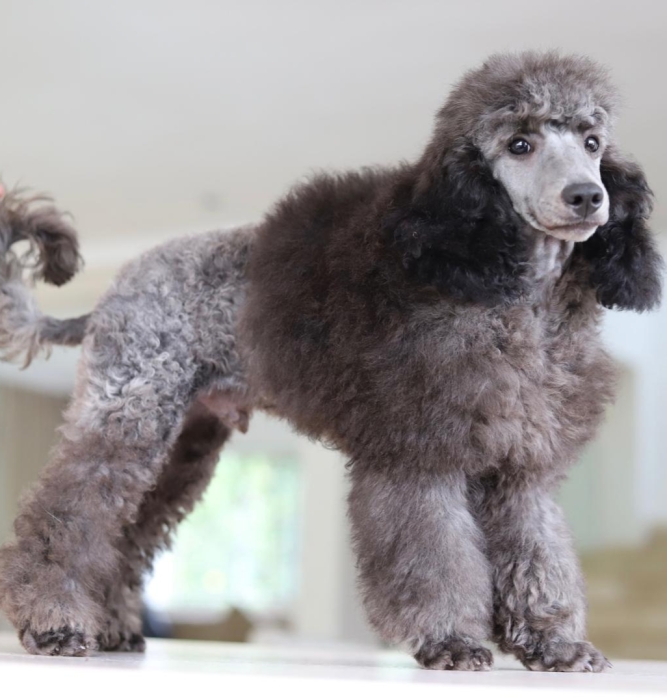 Silver city mini poodle