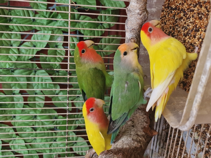 Couple d'Inséparables avec 2 petits et un nouvel œuf et Cage