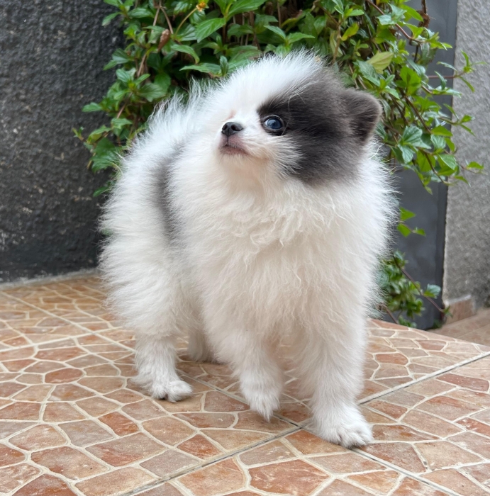 spitz pomeranian
