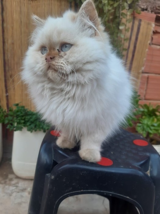 Chat persan قط شيرازي