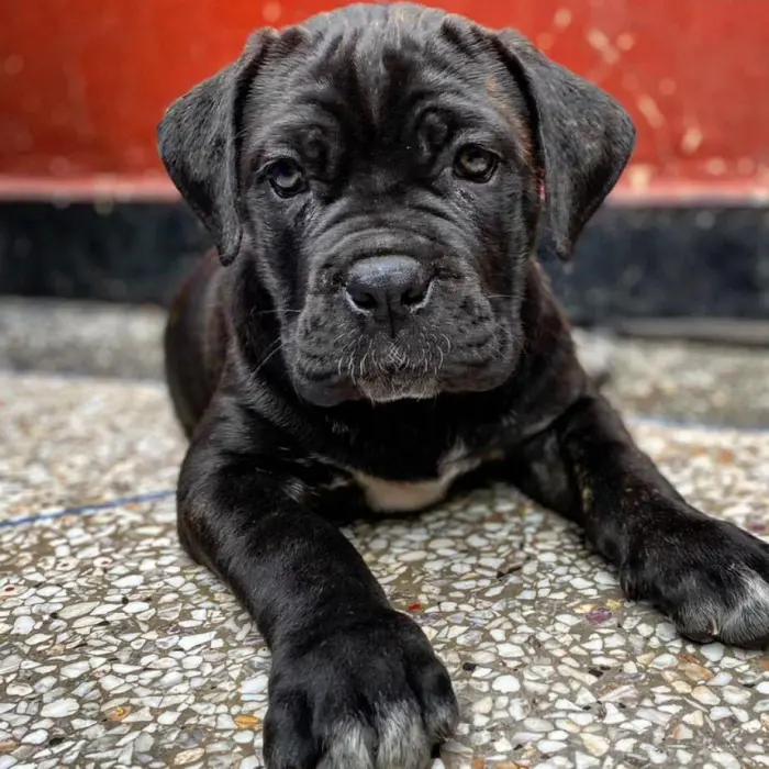 Cane corso pedigree