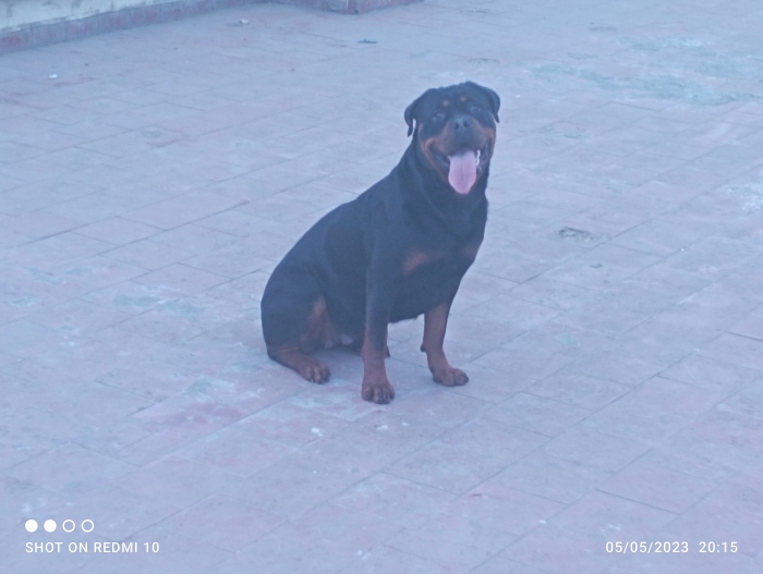 Femelle rottweiler âge 28 mois