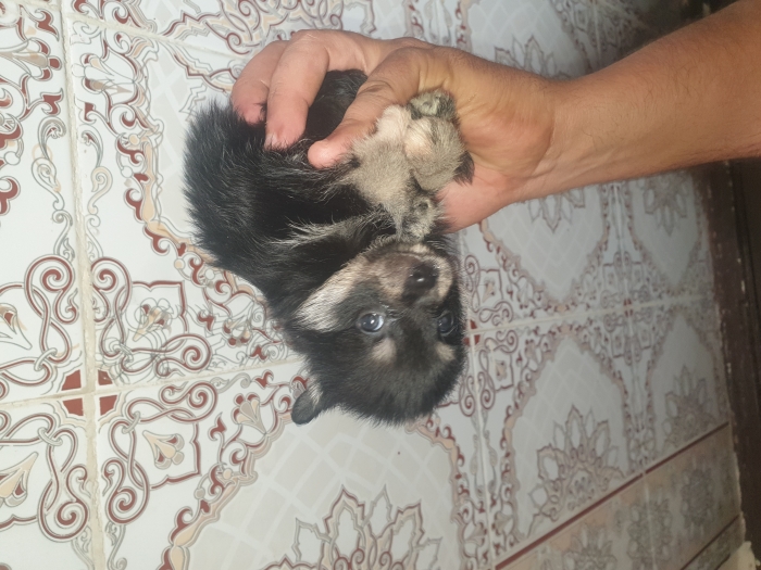 Spitz Nain Pomeranian