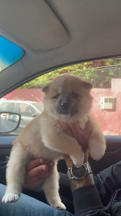 Akita inu