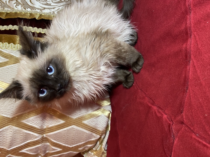 Chaton mâle balinais