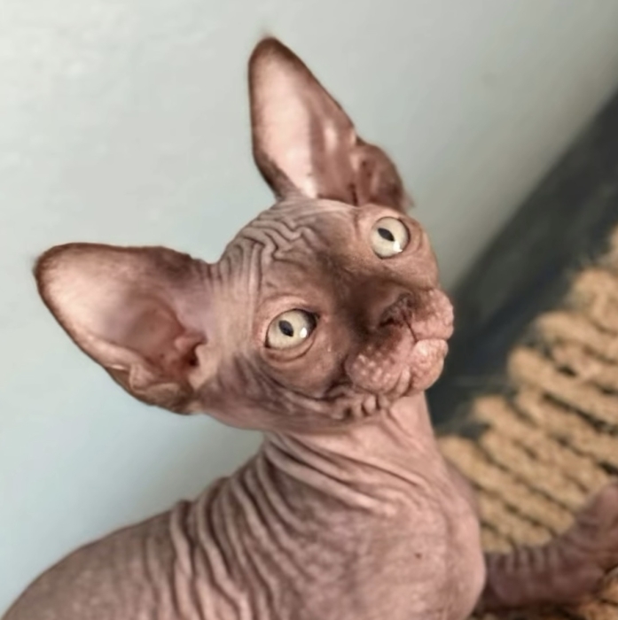 Chat sphynx