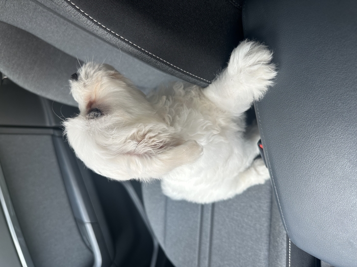 Chien bichon maltais