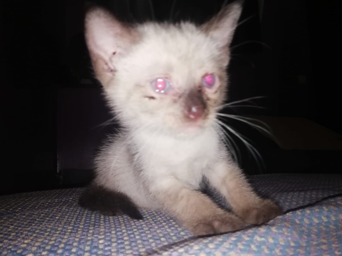 للبيع اربعه قطه سلاله سيامو