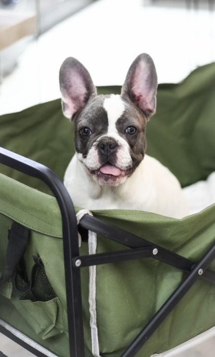 magnifiques chiot bulldog francais