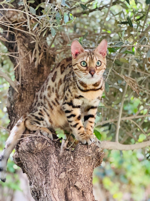 CHAT BENGAL + ARBRE + LITIÈRE AUTO