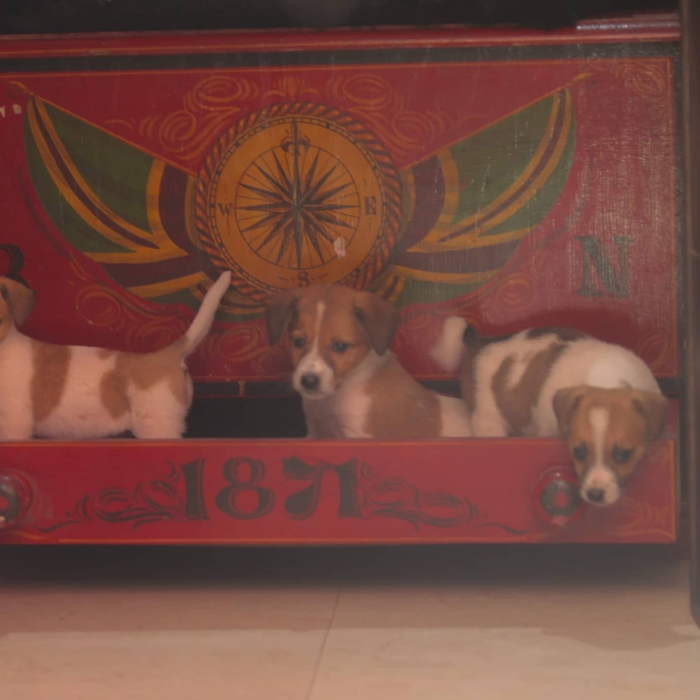 magnifiques chiots jack russel