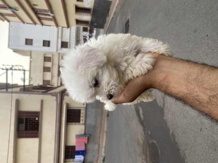 Bichons maltais