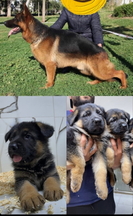 Berger allemand de pure race