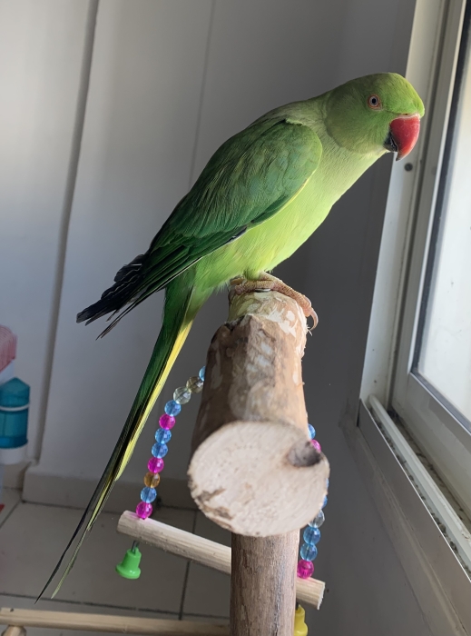 Belle Perruche a Collier bien dressée